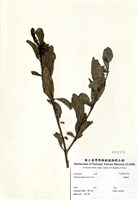 藏品(瑪瑙珠)的圖片